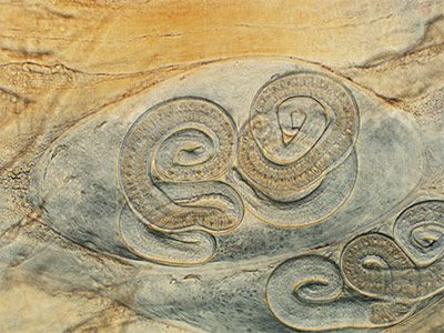 Trichinella spiralis