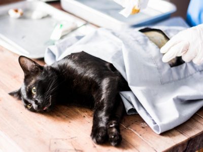 Priprema za Carski Rez