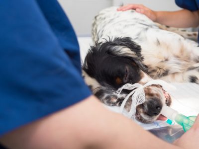 https://www.babicvet.rs/wp-content/uploads/2019/08/dog-intubated-surgery-room-veterinary-clinic_56854-1261-400x300.jpg