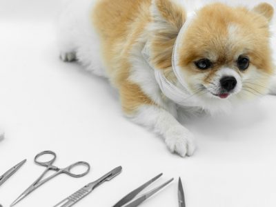 Hiruska Intervencija na Psu