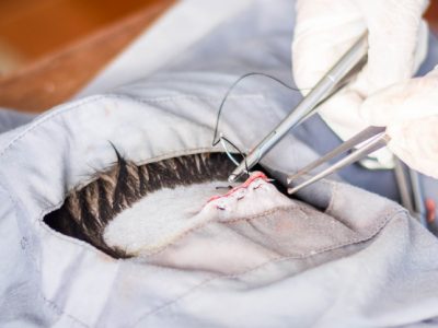 Tehnike zasivanja rane na kucnom ljubimcu