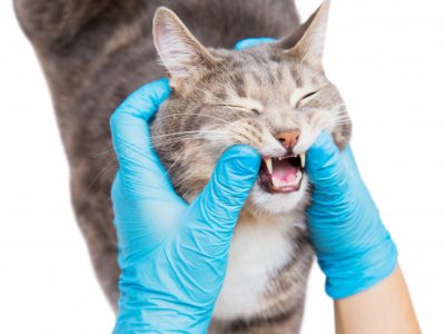 Stomatologija za zivotinje