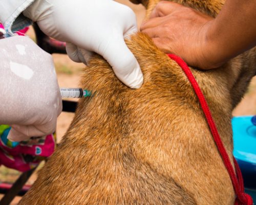 Vakcinacija Psa
